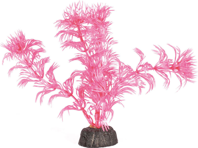 Amazonas Nano Pflanze pink 12cm