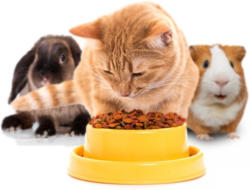 -25% auf gekennzeichnete 400g- und 2kg-Packungen für Katzen von ROYAL CANIN