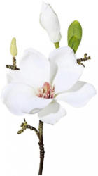 Magnolie Sara
