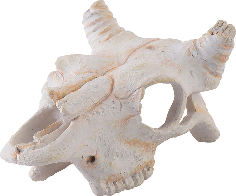 Exo Terra Deko-Versteck Buffalo Skull,12x8x5.5cm