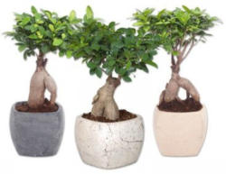 Ficus Ginseng in Viereck Keramik