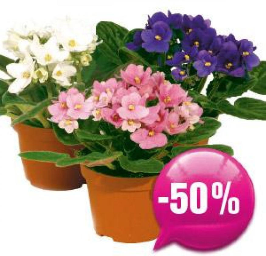 Usambaraveilchen Für Nur € 1,99 Statt € 3,99 ️ Online Von Blumen B&B ...