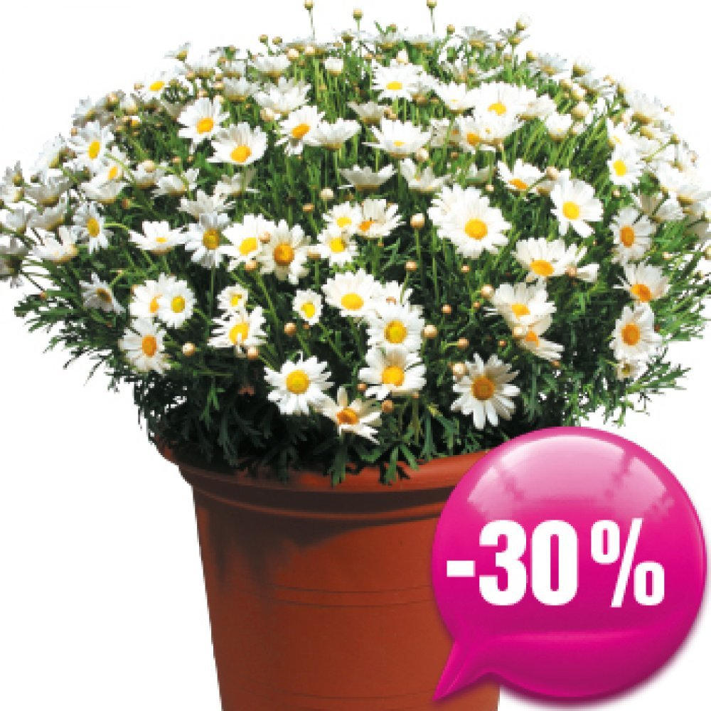 Margeriten Für Nur € 6,99 Statt € 9,99 ️ Online Von Blumen B&B ...