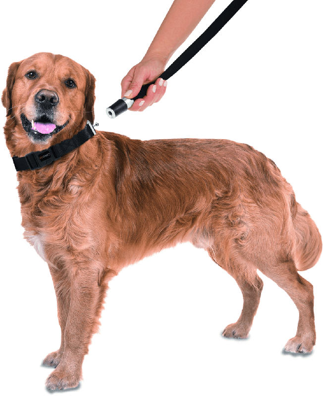 GoLeyGo Hundeleine und Halsband für Hunde, Größe L, schwarz