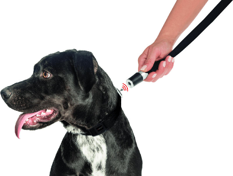 GoLeyGo Hundeleine und Halsband für Hunde, Größe S, schwarz
