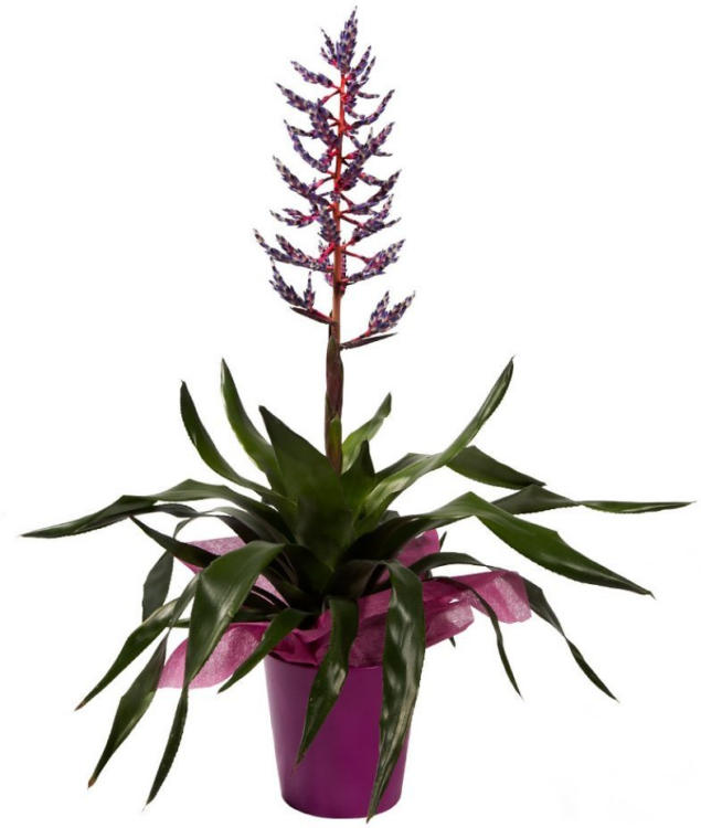 Bromelia 
