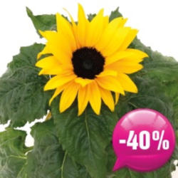Sonnenblume im Topf