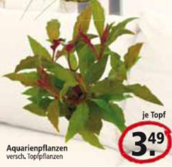 Aquarienpflanzen