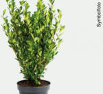 bellaflora Regau Ilex Kugel Robustico - bis 12.03.2018