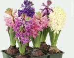 bellaflora Regau Hyazinthen - bis 12.03.2018