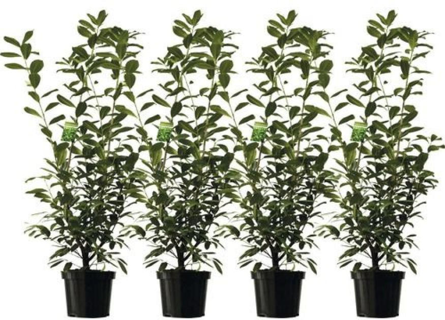 HeckenpflanzenSet Kirschlorbeer 'Caucasica' 150/180 cm, 4 Stk ️ Online
