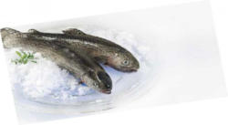 Eisvogel Forelle grillfertig
