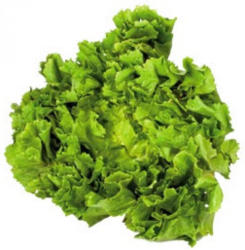 Endiviensalat