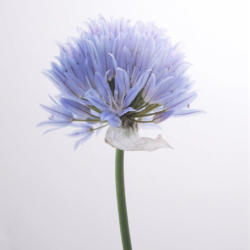Bild Agapanthus, Papier, ca 40, violett