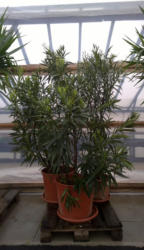 Oleander 3er Set