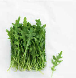 Rucola