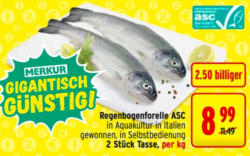 Regenbogenforelle ASC