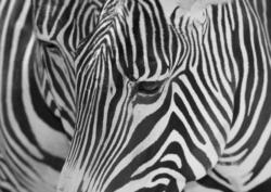 Glascard Glasbild "Zebra" - A3 420x297mm