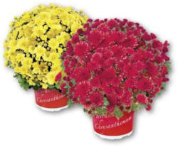 Mini Chrysanthemenbusch