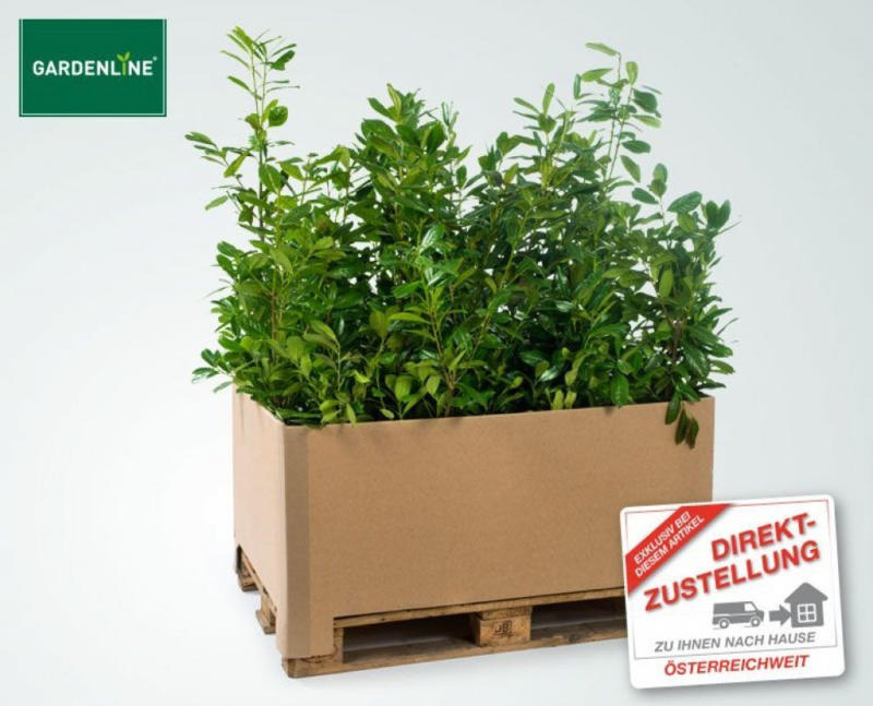 GARDENLINE Kirschlorbeer