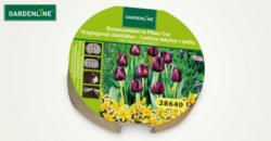 Blumenzwiebeln im Pflanz-Tray