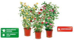 Kletterrose
