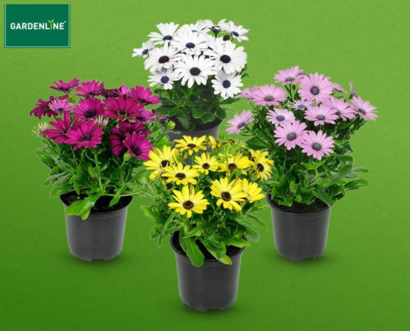 GARDENLINE BornholmMargerite (Kapkörbchen) ️ Online von HOFER