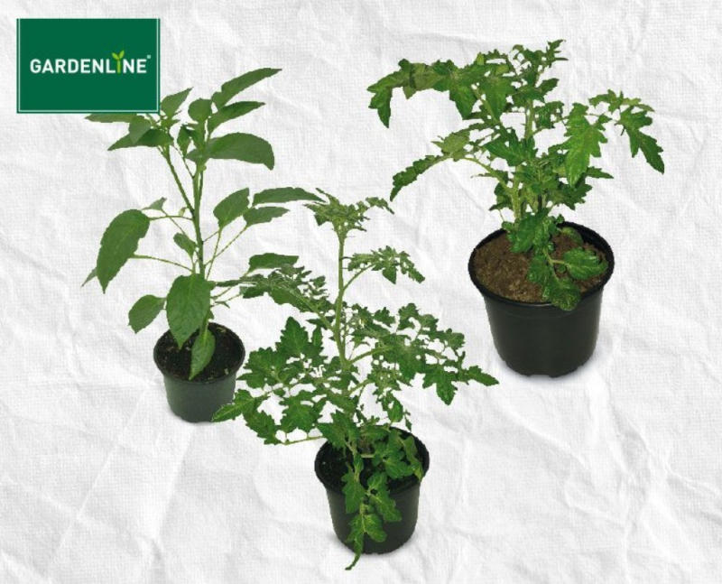 wogibtswas.at - GARDENLINE Gemüsepflanze € 1,49 bei HOFER