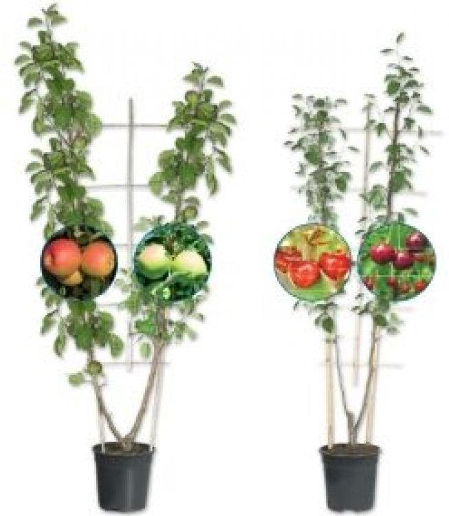 Duo Obstbäume am Spalier ️ Online von Lidl Österreich wogibtswas.at