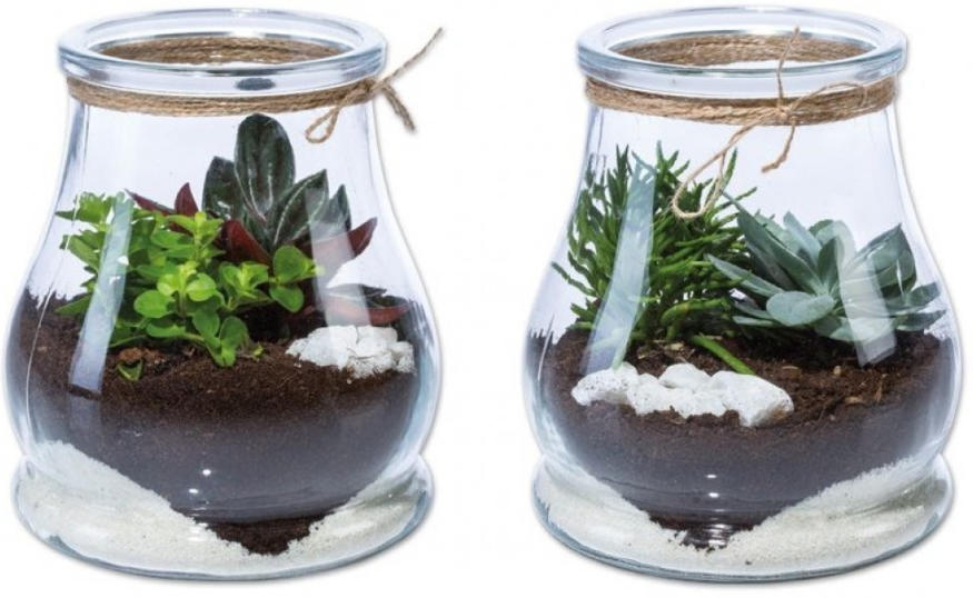 Mini Garten im Glas ️ Online von Lidl Österreich wogibtswas.at