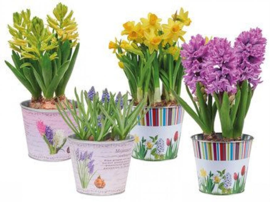 Blumenzwiebel im Zinktopf Nostalgie/Frühling ️ Online von Lidl