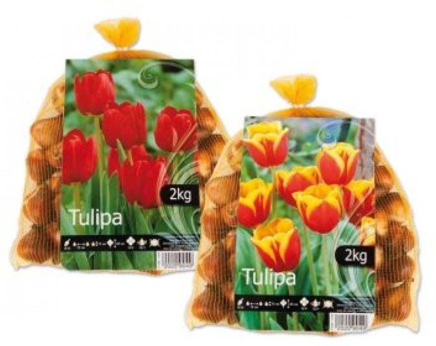 Tulpen Blumenzwiebeln 2 kg ️ Online von Lidl Österreich wogibtswas.at