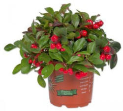 Gaultheria (Scheinbeere)