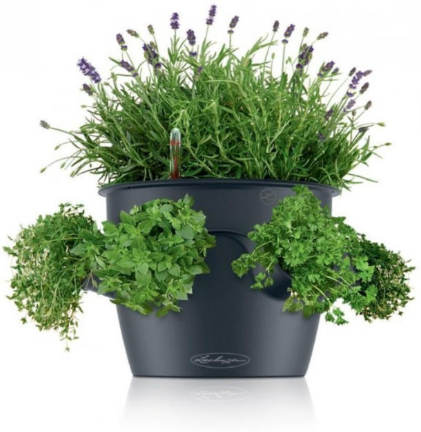 Lechuza Cascadino Color Einzelgefäß ️ Online von Ihr Gärtner Starkl