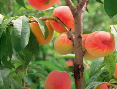 BalkonPfirsiche & Nektarinen Halbstamm für nur € 24,99 statt € 29,99 ️