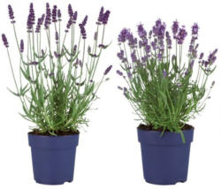 Wat Adviseren Betekenis Lavendel angustiflora nur € 1,99 - Lidl Österreich - Angebot - wogibtswas.at