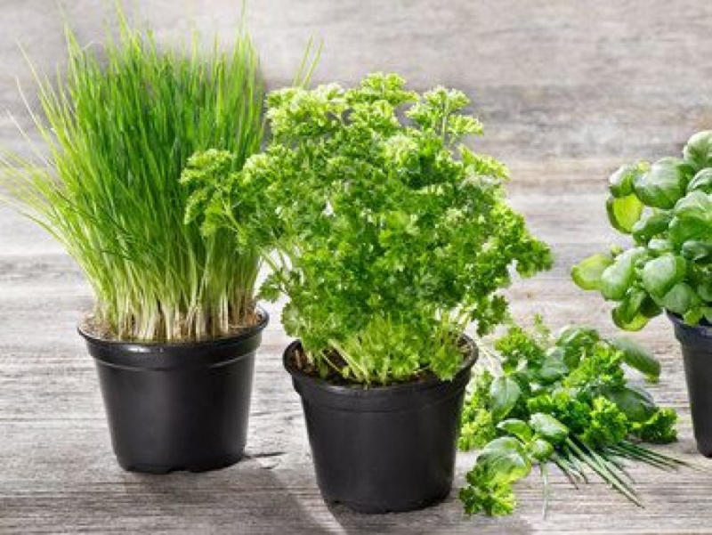 wogibtswas.at - Gartenkräuter € 0,88 bei Lidl Österreich