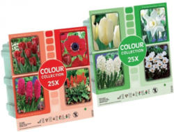 Frühjahrsblumenzwiebel Kollektion