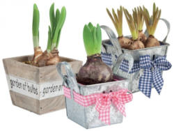 Blumenzwiebel im Zink-/Holztopf