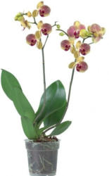 Phalaenopsis 2 Trieber