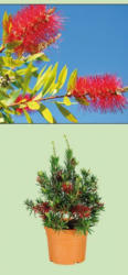 Zylinderputzer "Callistemon"