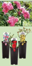 Gartenrosen