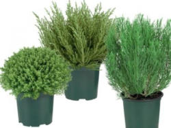 Allerheiligenmix