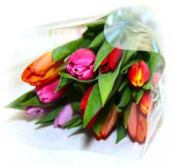 Tulpen Rainbow im Bund