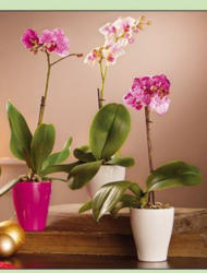 Phalaenopsis