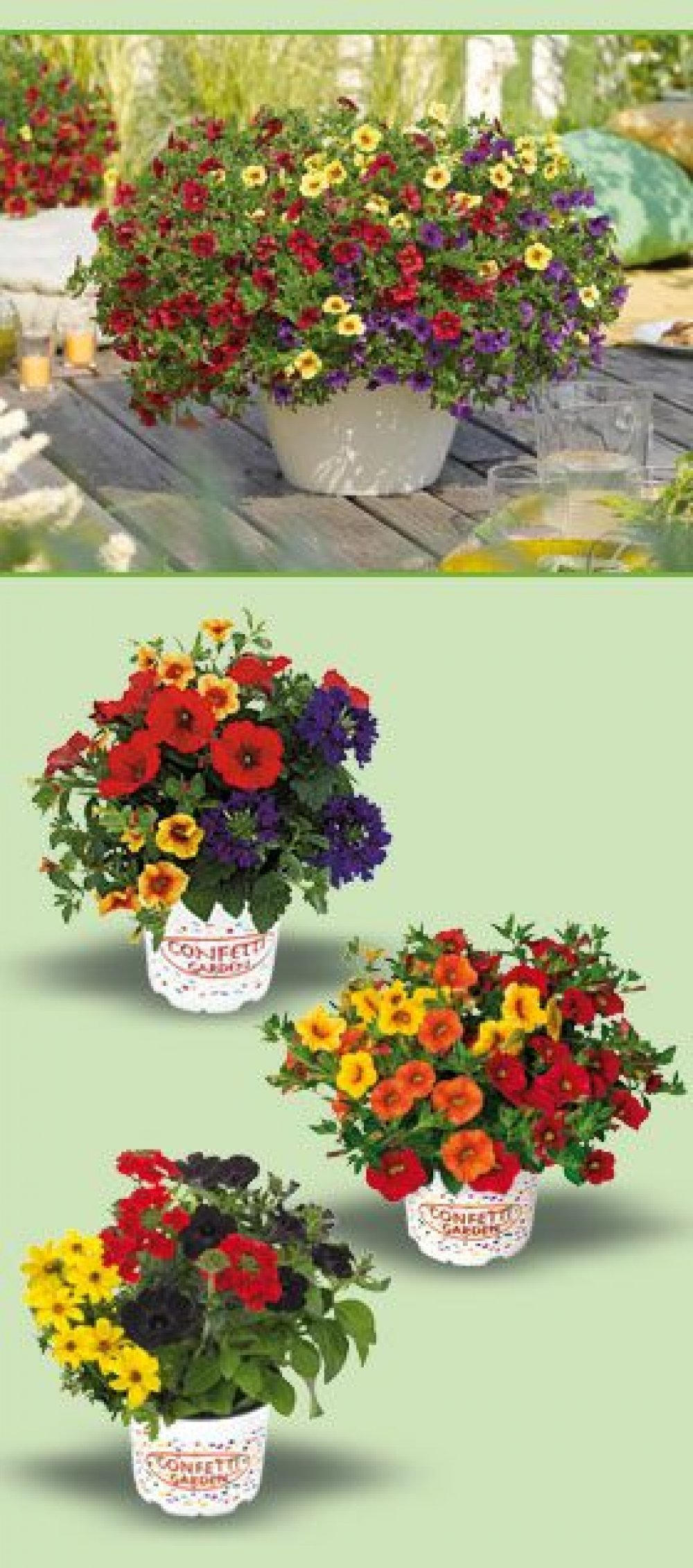 BlühpflanzenMix "Confetti Garden Trio" ️ Online von Norma wogibtswas.at