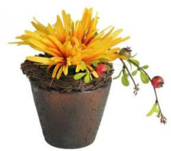 Chrysantheme im Topf