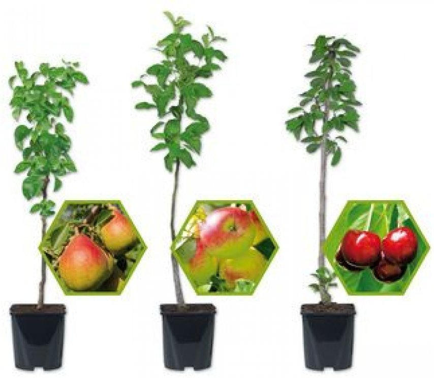 Obstbäume veredelt ️ Online von Lidl Österreich wogibtswas.at