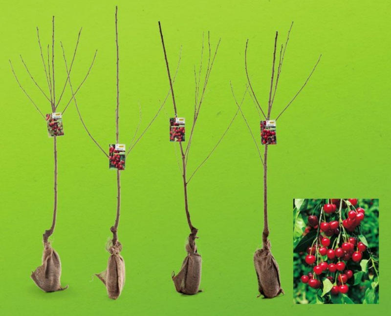 wogibtswas.at - Obstbaum € 6,99 bei HOFER