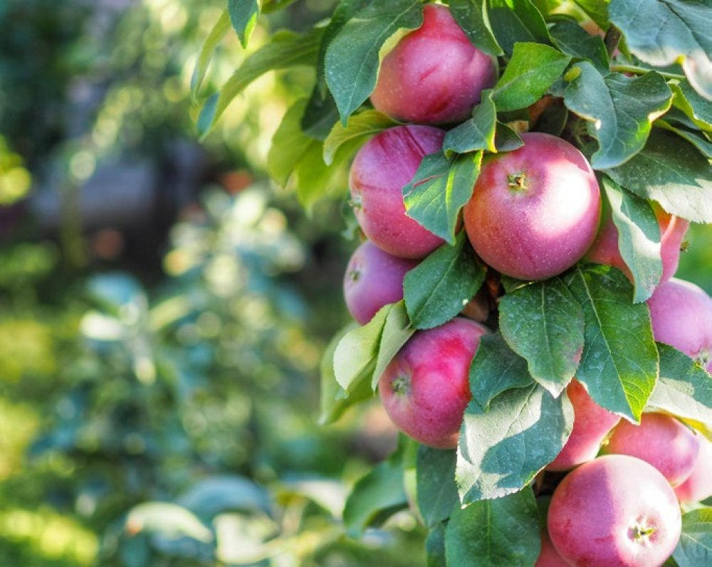 Яблоня сорт коваленковское. Яблоня колоновидная гирлянда. Центр яблоня. Яблоня пепин шафранный. Центр яблоня.